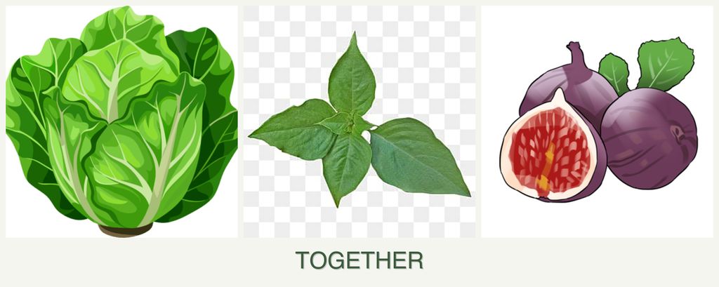 Can you plant lettuce, basil and figs together?