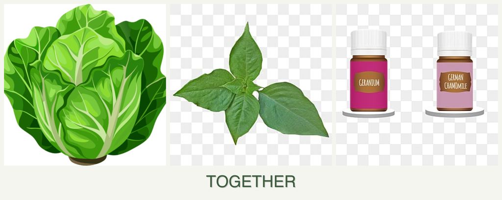 Can you plant lettuce, basil and geraniums together?