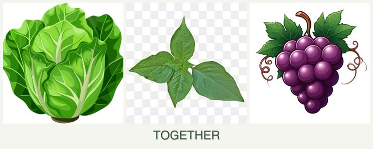 Can you plant lettuce, basil and grapes together?