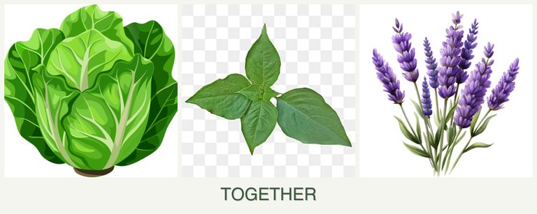 Can you plant lettuce, basil and lavender together?