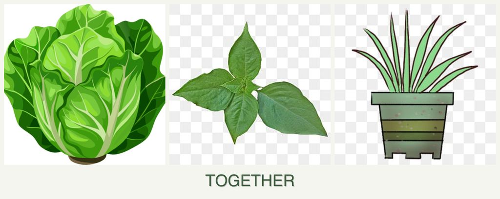 Can you plant lettuce, basil and lemongrass together?