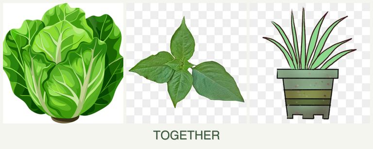 Can you plant lettuce, basil and lemongrass together?