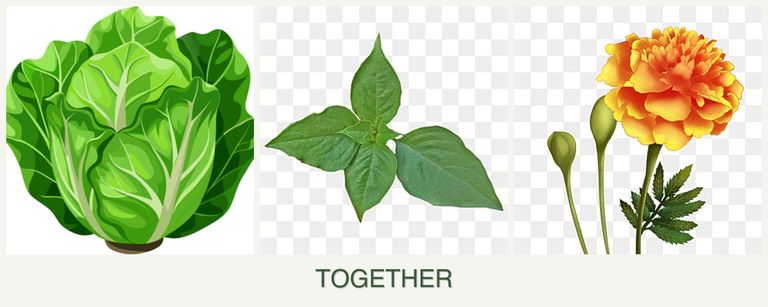 Can you plant lettuce, basil and marigolds together?