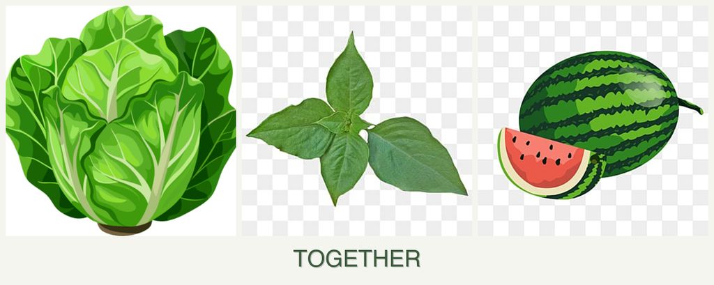 Can you plant lettuce, basil and melons together?