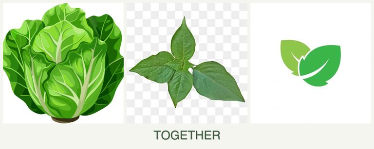 Can you plant lettuce, basil and mint together?