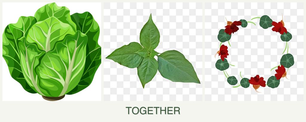 Can you plant lettuce, basil and nasturtiums together?