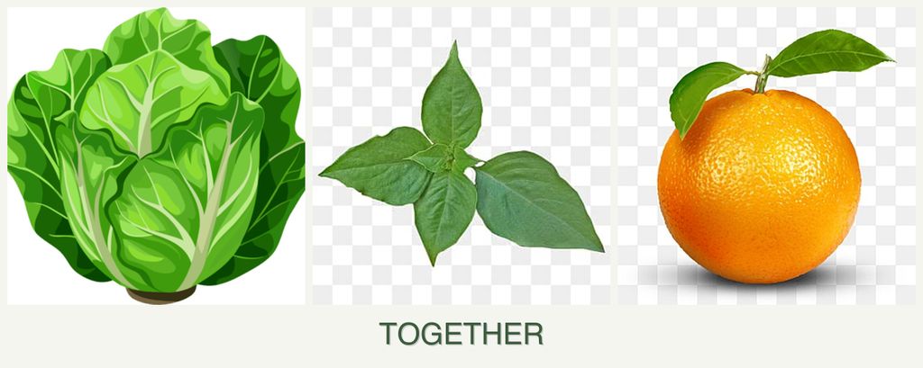 Can you plant lettuce, basil and oranges together?