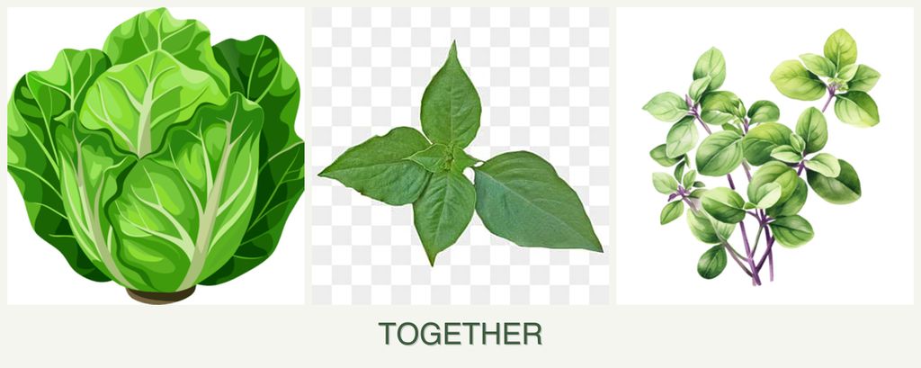 Can you plant lettuce, basil and oregano together?