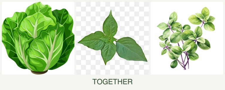 Can you plant lettuce, basil and oregano together?