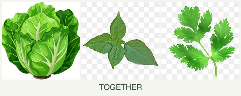 Can you plant lettuce, basil and parsley together?