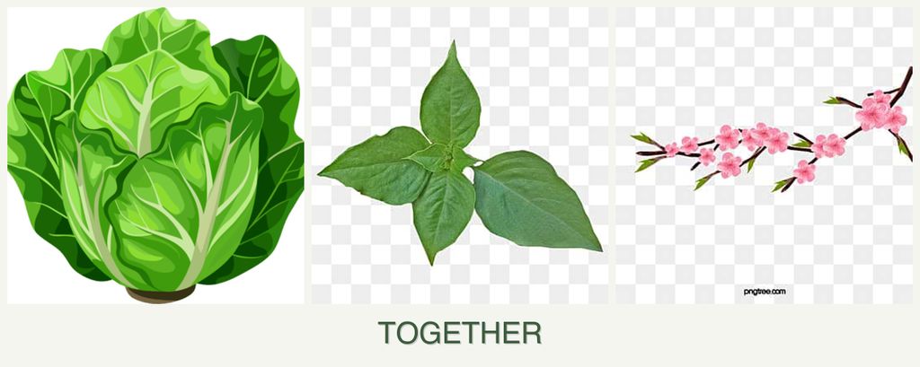 Can you plant lettuce, basil and peaches together?