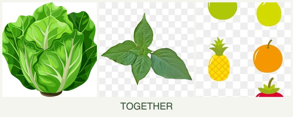 Can you plant lettuce, basil and pears together?