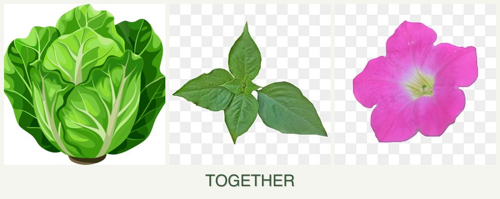 Can you plant lettuce, basil and petunias together?