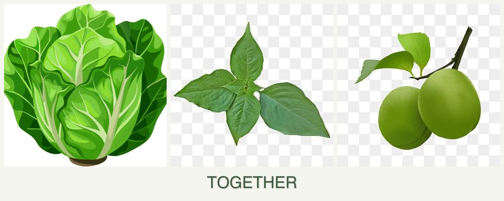 Can you plant lettuce, basil and plums together?