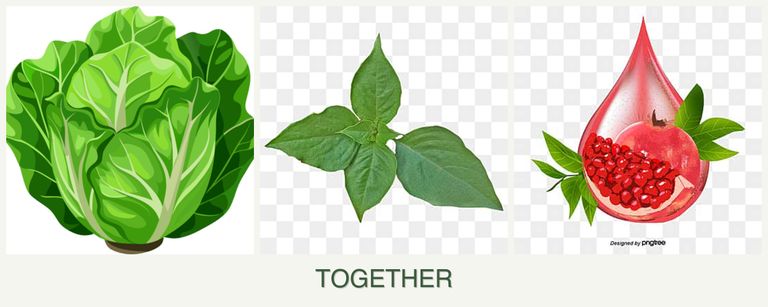 Can you plant lettuce, basil and pomegranates together?