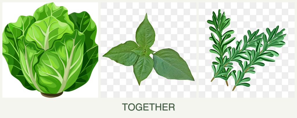 Can you plant lettuce, basil and rosemary together?