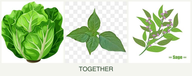 Can you plant lettuce, basil and sage together?