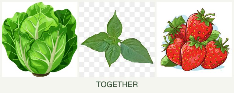 Can you plant lettuce, basil and strawberries together?