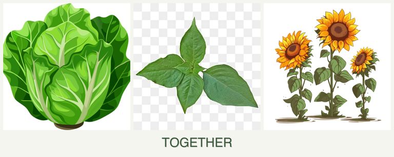 Can you plant lettuce, basil and sunflowers together?