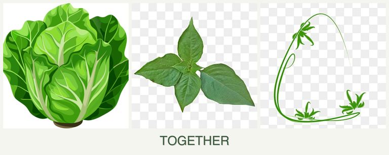 Can you plant lettuce, basil and tarragon together?