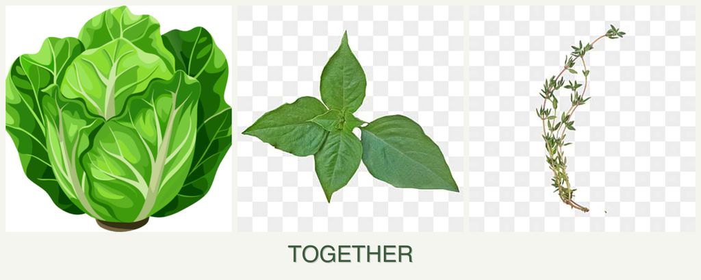 Can you plant lettuce, basil and thyme together?