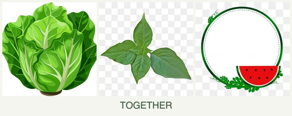 Can you plant lettuce, basil and watermelons together?