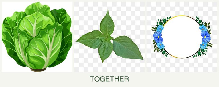 Can you plant lettuce, basil and zinnias together?