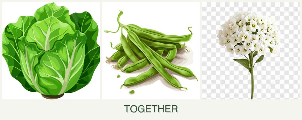 Can you plant lettuce, beans and alyssum together?