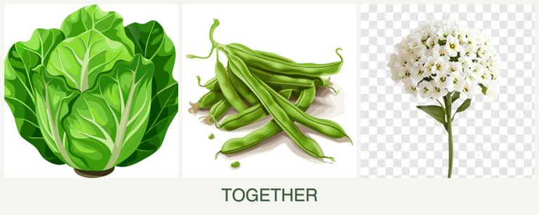 Can you plant lettuce, beans and alyssum together?