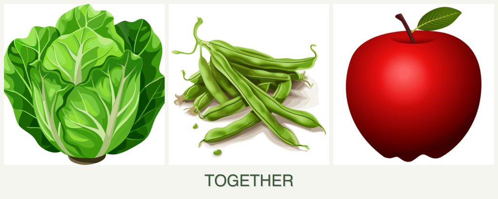 Can you plant lettuce, beans and apples together?