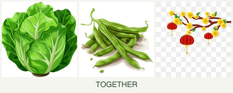 Can you plant lettuce, beans and apricots together?