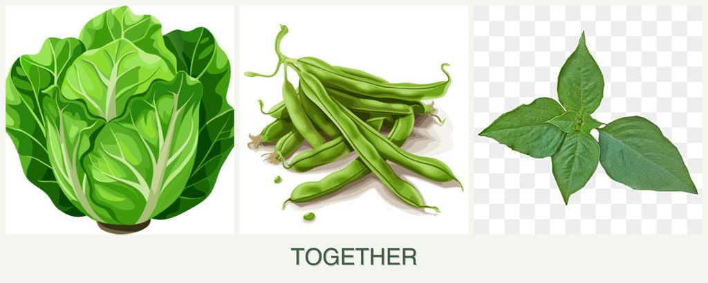 Can you plant lettuce, beans and basil together?