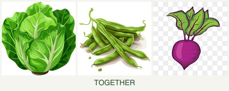 Can you plant lettuce, beans and beets together?