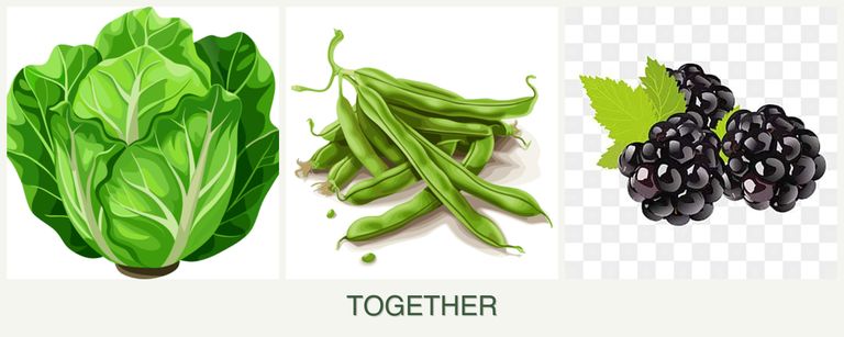 Can you plant lettuce, beans and blackberries together?