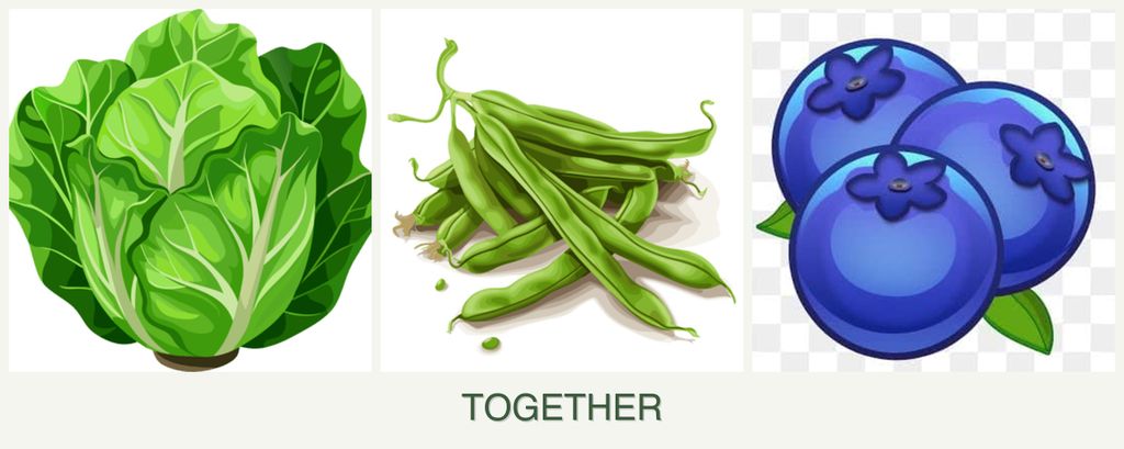Can you plant lettuce, beans and blueberries together?