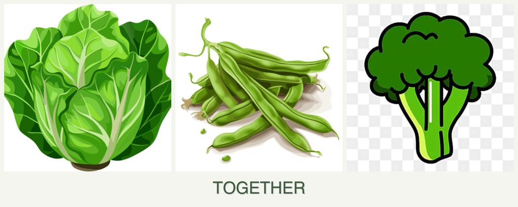 Can you plant lettuce, beans and broccoli together?