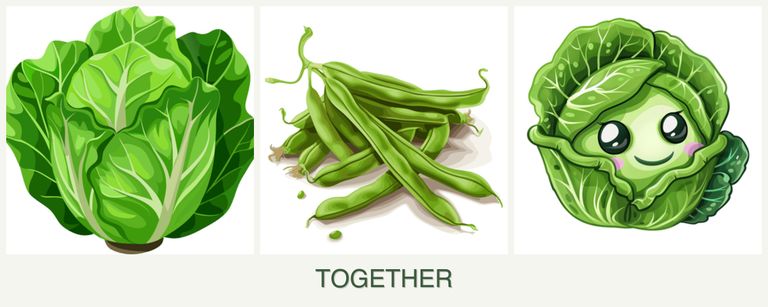 Can you plant lettuce, beans and cabbage together?