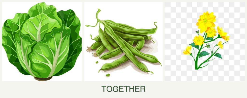 Can you plant lettuce, beans and calendula together?