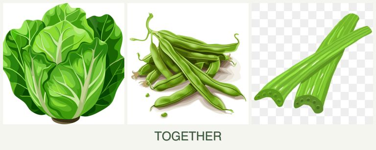 Can you plant lettuce, beans and celery together?
