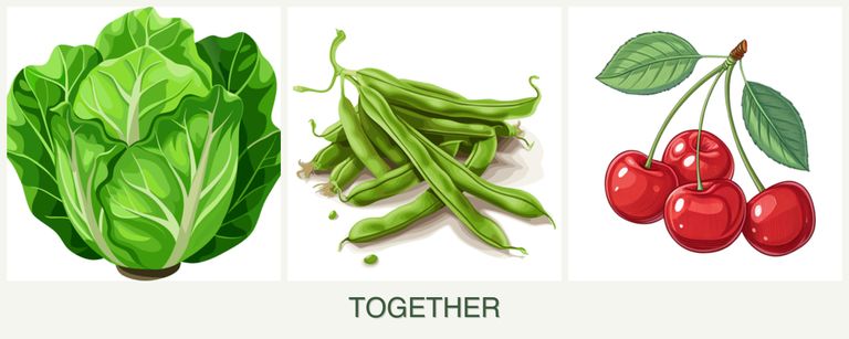 Can you plant lettuce, beans and cherries together?