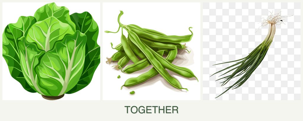 Can you plant lettuce, beans and chives together?