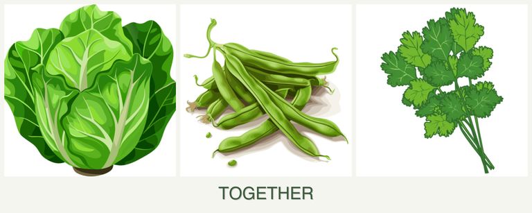 Can you plant lettuce, beans and cilantro together?