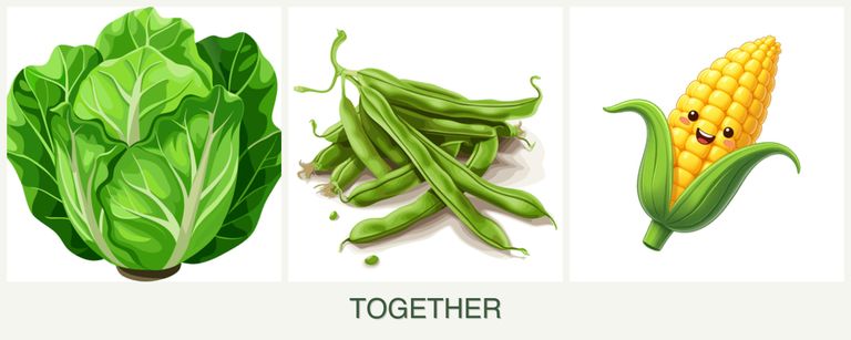 Can you plant lettuce, beans and corn together?