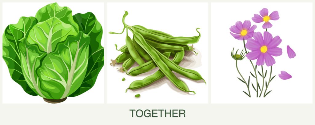 Can you plant lettuce, beans and cosmos together?