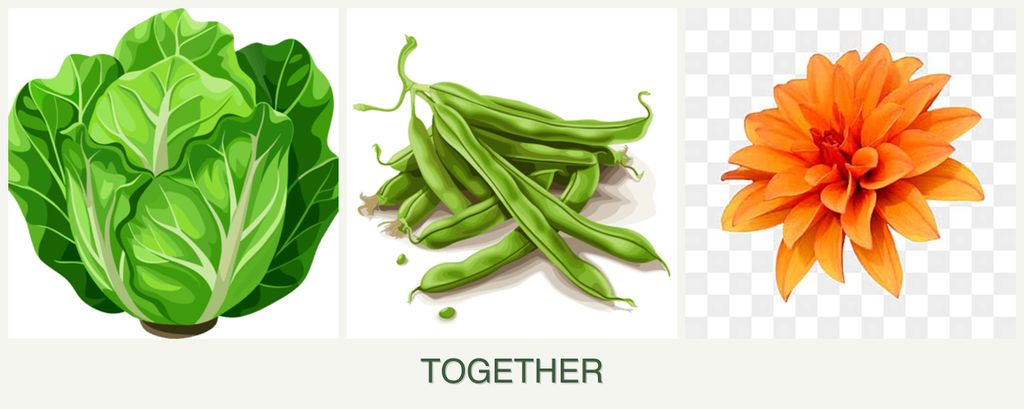 Can you plant lettuce, beans and dahlias together?
