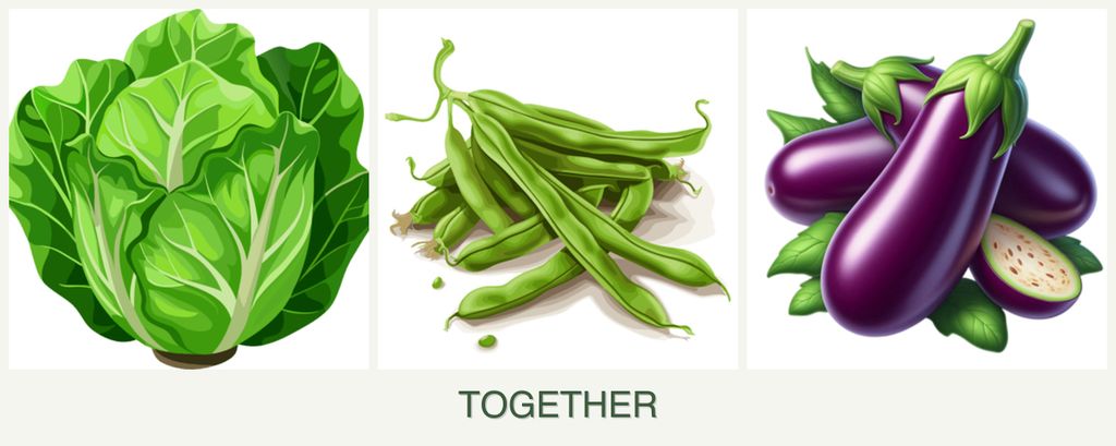 Can you plant lettuce, beans and eggplant together?