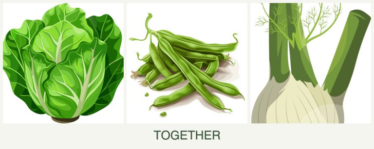 Can you plant lettuce, beans and fennel together?