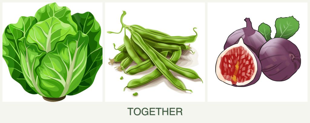 Can you plant lettuce, beans and figs together?