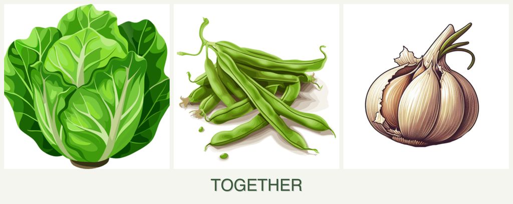 Can you plant lettuce, beans and garlic together?