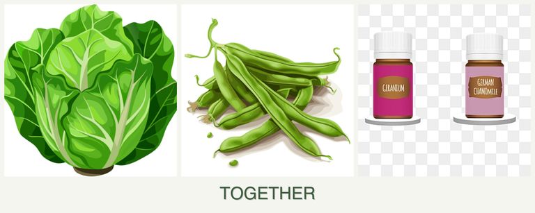 Can you plant lettuce, beans and geraniums together?
